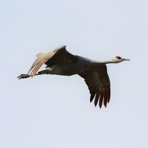 Team Page: Sandhill Cranes